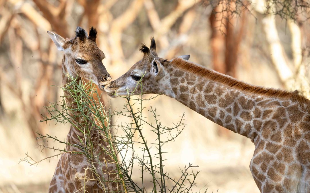 Sweetness among baby giraffes