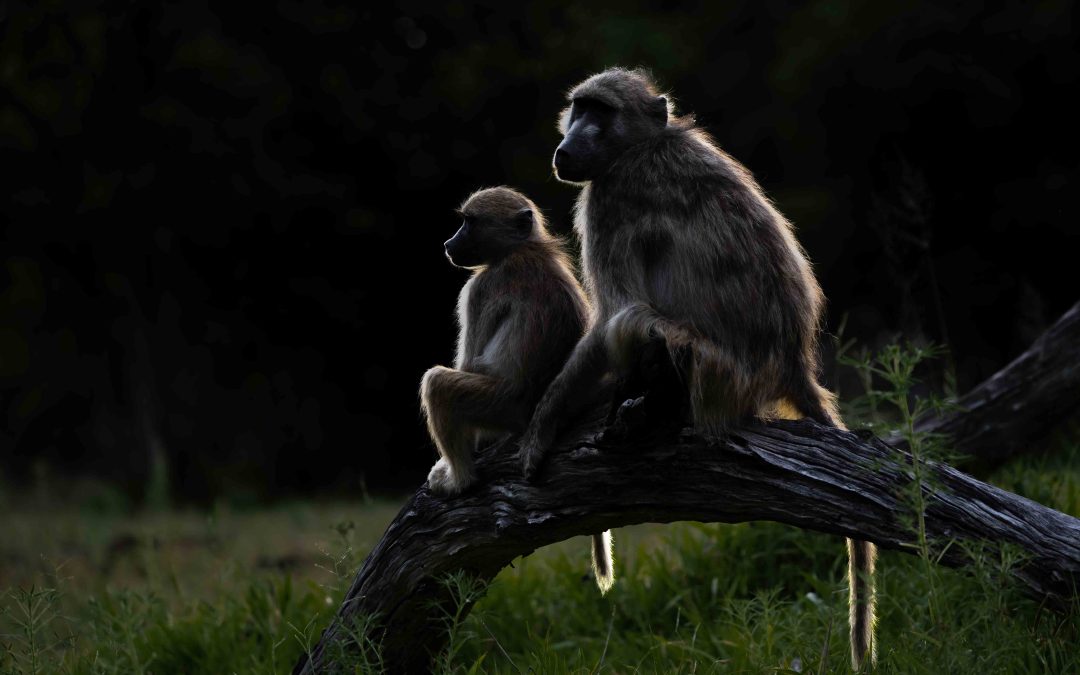 Baboons in the evening light
