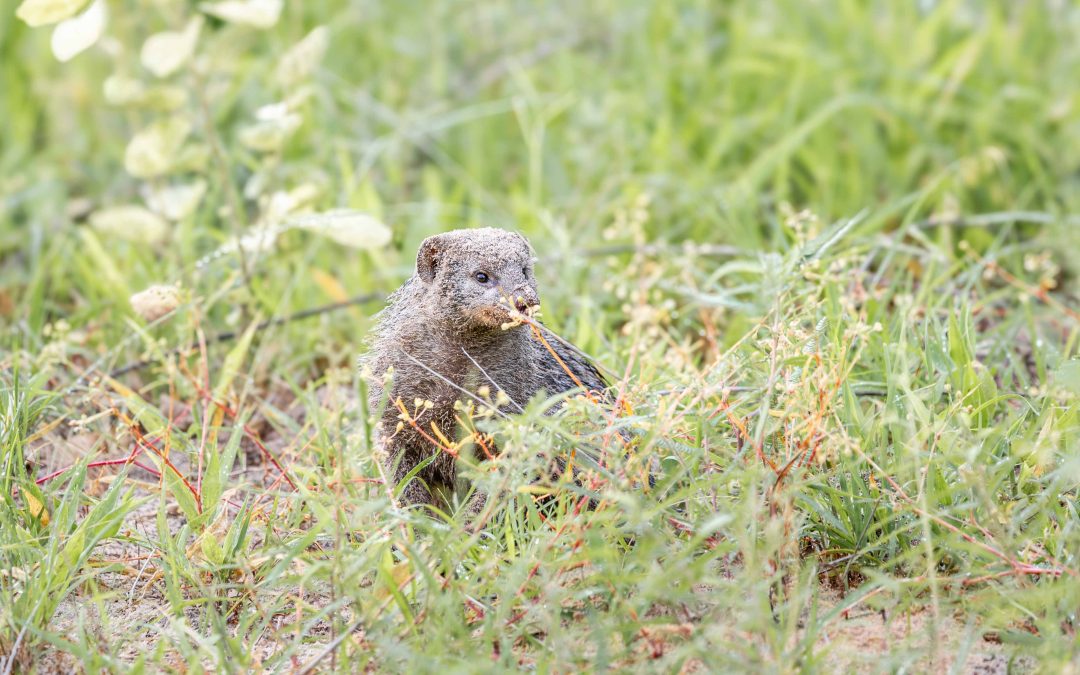 Banded mongoose