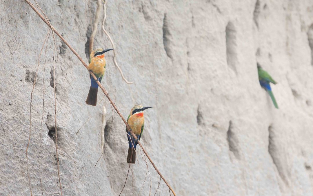 White-fronted bee-eaters guarding their nest